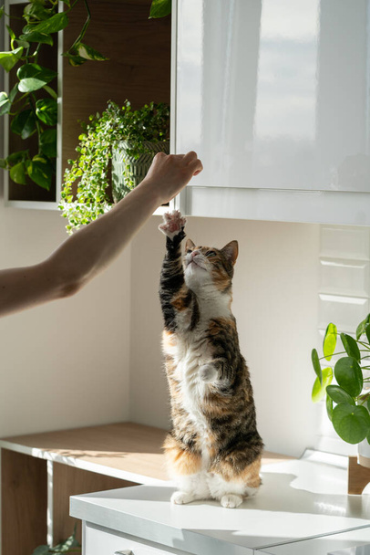 Ev sahibinin eli pofuduk sevimli kediyle oynuyor. Arka pençelerin üzerinde durmanın kedi hilesi. Güneş ışığı. Evcil hayvan severler. Ev hayatı kavramı - Fotoğraf, Görsel