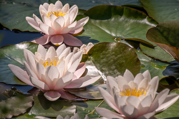 Pink water lily. Three water lilies in sunny day. Nymphaea. Peach Glow. Red Nymphaea. Beauty in nature. - Фото, изображение