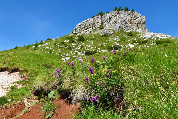Sainfoin alpino púrpura (Hedysarum hedysaroides) flores que crecen debajo de un pico de montaña en las montañas Dolomite en Italia - Foto, Imagen