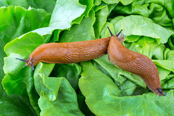 snail with lettuce leaf - Foto, Bild