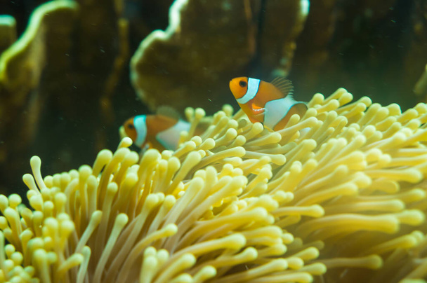 Arrecife de coral submarino con peces y luz solar, Paisaje marino - Foto, Imagen