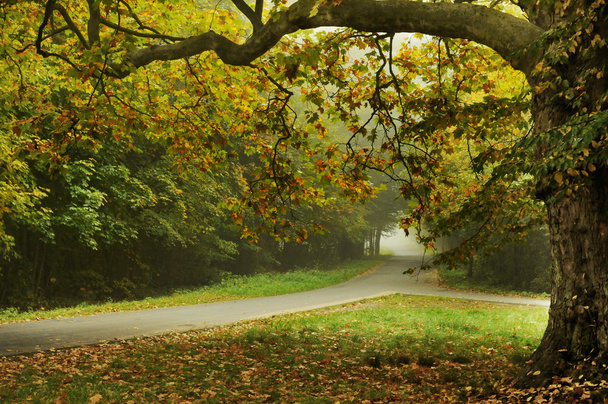 Autumn type landscape - Φωτογραφία, εικόνα