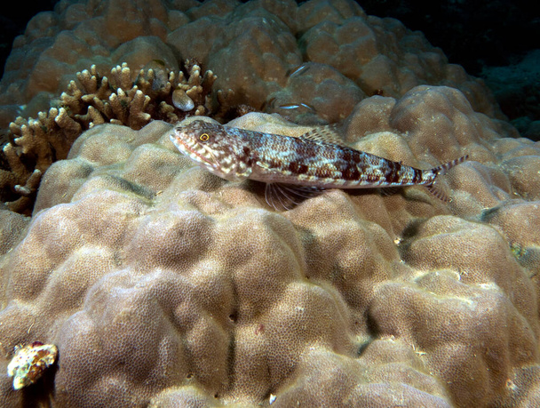 Una lagartija de arena descansando en un coral Boracay Island Filipinas - Foto, imagen