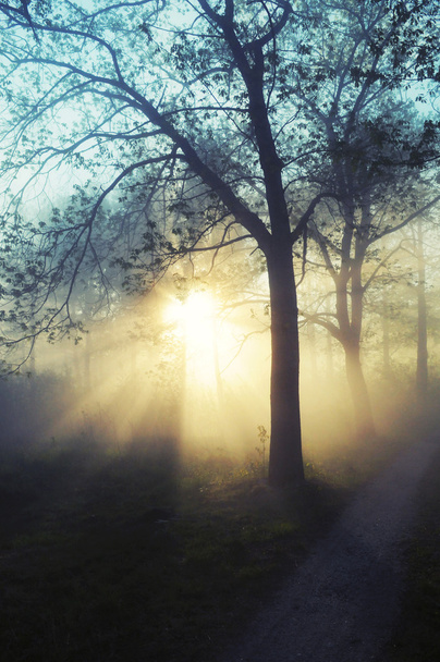 Stunning foggy landscape - Fotó, kép
