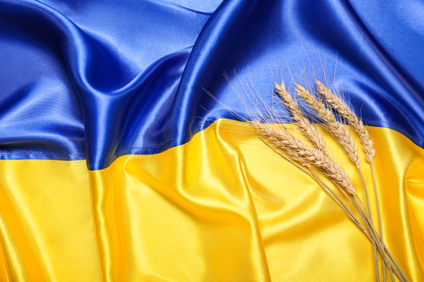 Búza tüske a zászló Ukrajna - Fotó, kép