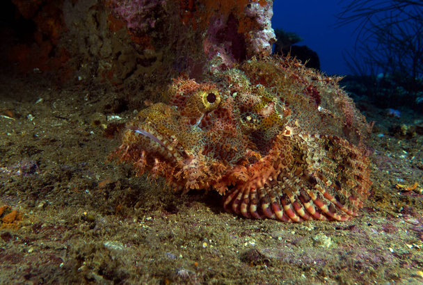 A Bearded Scorpionfish camouflaged on a wreck Boracay Island Philippines - Photo, Image