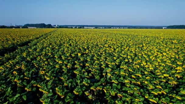 Vysoký úhel pohledu shora na slunečnice v květu - Záběry, video