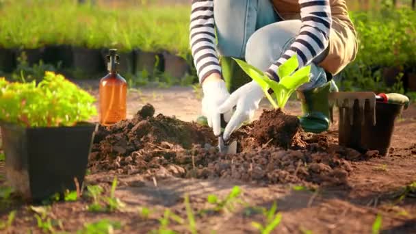 Maatalous lähikuva. Viljelijä nainen istuttaa kasvi. Puutarhanhoito. Auringonlaskun viljely ja kasvit. Nainen kädet puutarhuri laittaa kasvi maahan ja hautaa sen - Materiaali, video