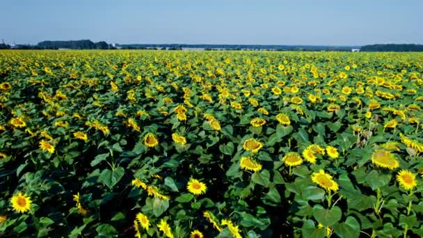 Blick von oben auf Sonnenblumen in Blüte - Filmmaterial, Video