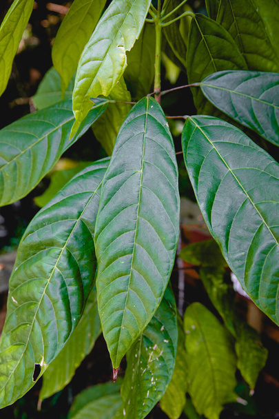 Foglie dell'albero di cacao - Foto, immagini