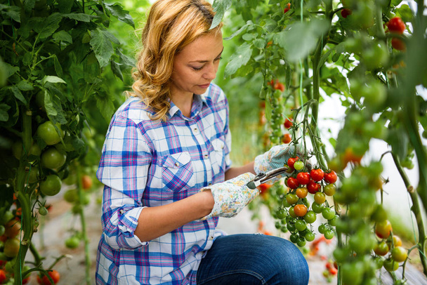 Fiatal, mosolygós mezőgazdasági dolgozó nő portréja, paradicsom betakarítása üvegházban. - Fotó, kép