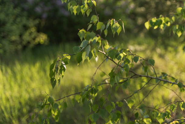 Birch tree branches with young green leaves in a forest. Nature spring background at sunset time. Save environment, save life concept. - Photo, Image