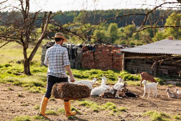 Male farmer carries hay for his goats. Young rancherman feeding cute pets. Farm livestock farming for the industrial production of goat milk dairy products. Agriculture business and cattle farming - Фото, зображення