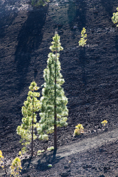 amazing landscape in El Teide national park  - Foto, Imagen