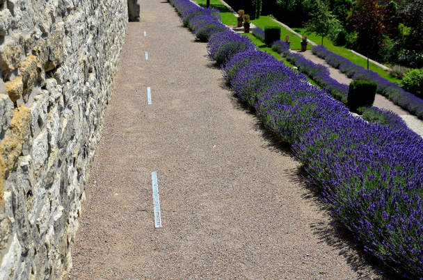 terrazze con scale in un parco in pendenza. muri di sostegno in pietra con pietra chiara. rose blu lavanda e rosa con piante perenni crescono sul bordo del muro. prati e sentiero di ghiaia, led, sentiero, castello - Foto, immagini