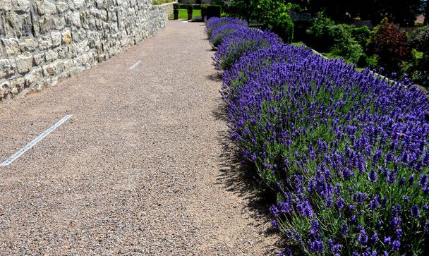 terraces with stairs in a sloping park. stone retaining walls with light stone. blue lavender and pink roses with perennials grow on the edge of the wall. lawns and gravel path, led, footpath, castle - Photo, Image