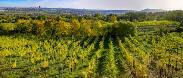 Skyline de la ciudad Viena en Austria con verdes colinas y viñedos - Foto, imagen