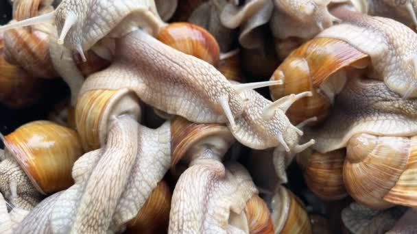 De nombreux escargots rampent pour trouver de la nourriture dans leur ferme. Clip vidéo ralenti 4K - Séquence, vidéo