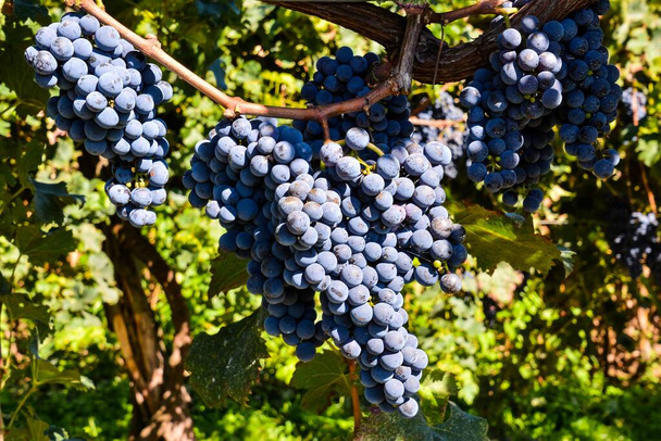 спелый виноград в винограднике - Фото, изображение