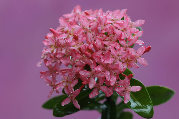Η ομορφιά του ροζ κινεζικού λουλουδιού ixora σε πλήρη άνθιση. Αυτό το φυτό έχει την επιστημονική ονομασία Ixora chinensis.  - Φωτογραφία, εικόνα