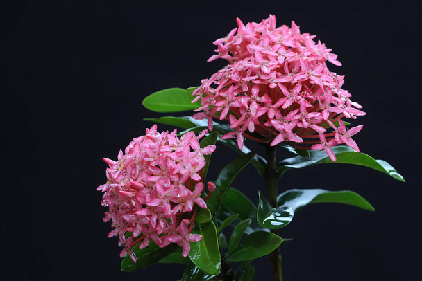 The beauty of the pink Chinese ixora flower in full bloom. This plant has the scientific name Ixora chinensis.  - Foto, imagen