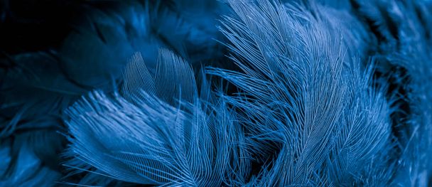 blue hawk feathers with visible detail. background or texture - 写真・画像