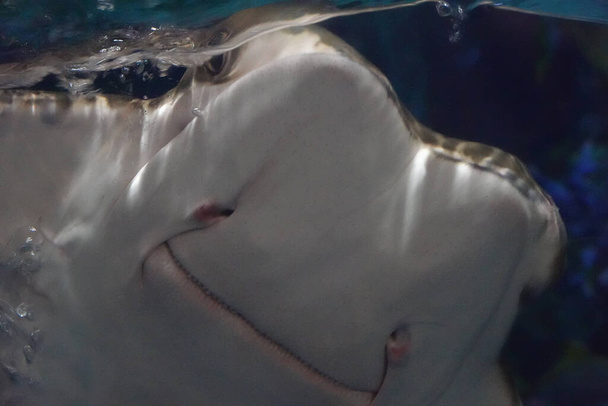Funny Stingray when his face stick to the glass looks like he is smiling - Foto, Imagen