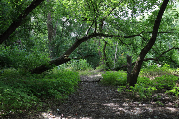 Bosque salvaje de verano con pelusa de álamo  - Foto, imagen