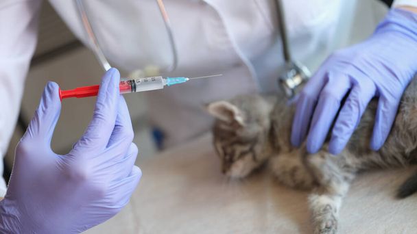 Eläinlääkäri antaa kissanpennulle lääkettä ruiskulla. Kissa saa lääkitystä tai rokotetta - Valokuva, kuva