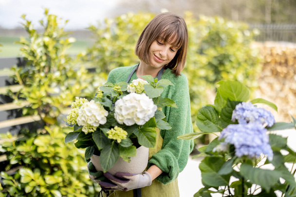 庭で花の世話をしている若い女性。屋外の鍋にアジサイを植えエプロンで陽気な主婦。園芸・生花の概念 - 写真・画像