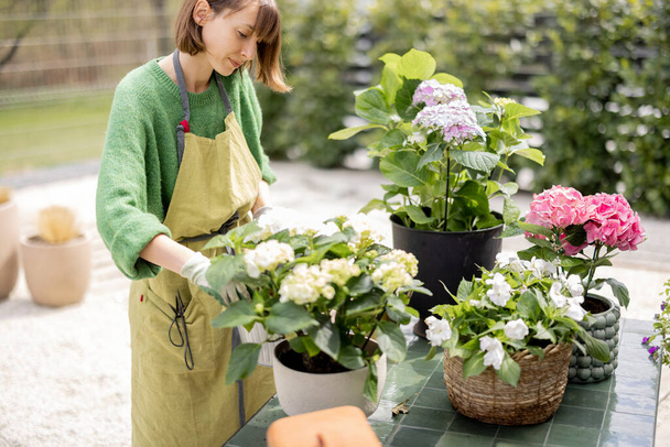 Nuori nainen hoitaa kukkia puutarhassa. Iloinen kotirouva esiliinassa istuttamassa hortensioita ruukkuihin ulkona. Käsitys puutarhanhoito ja kukkakaupat - Valokuva, kuva