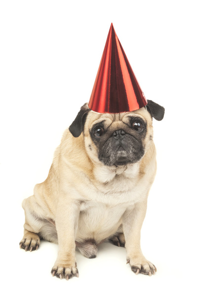 Pug dog en gorra roja de cumpleaños
 - Foto, imagen