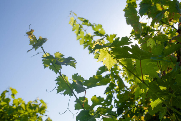 Spring green vine leaves against blue sky background - Fotografie, Obrázek