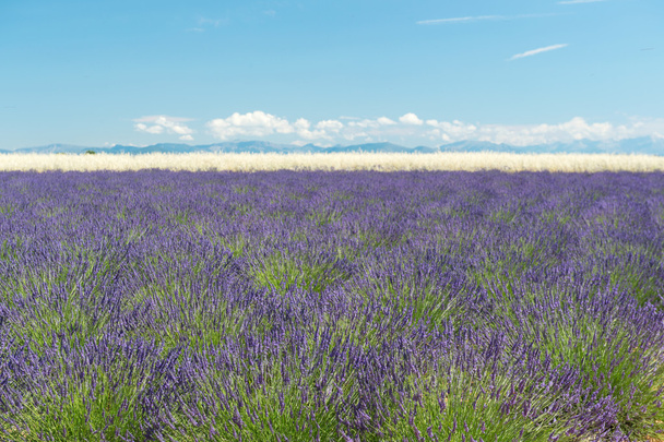 Französische Lavendelfelder in Landschaft - Foto, Bild