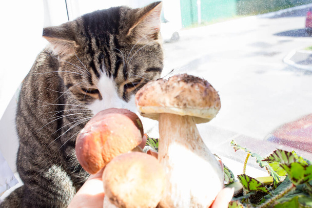 Domowy kot pachnie świeżym leśnym borowikiem wieprzowym - Zdjęcie, obraz
