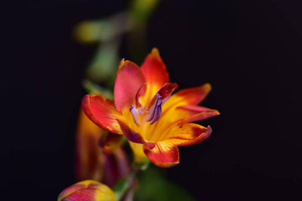 κόκκινα λουλούδια που φυτρώνουν στον καλοκαιρινό κήπο - Φωτογραφία, εικόνα