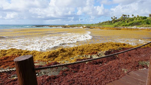 Algi zanieczyszczają plażę w Meksyku. Banda wodorostów wyrzuconych na brzeg. - Zdjęcie, obraz