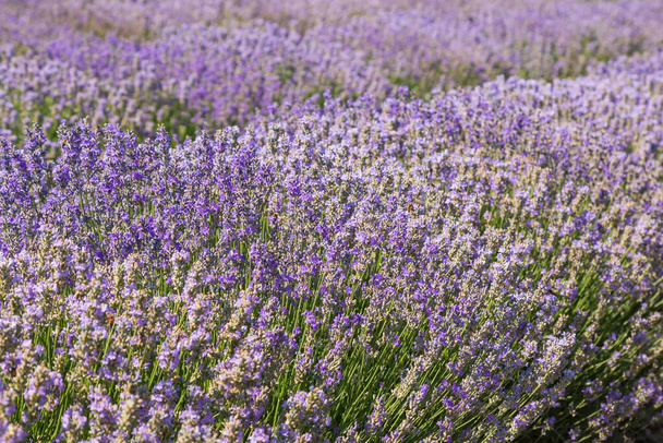 Beautiful pink fragrant lavender flower in the field. There are bees on the lavender. - Foto, Bild