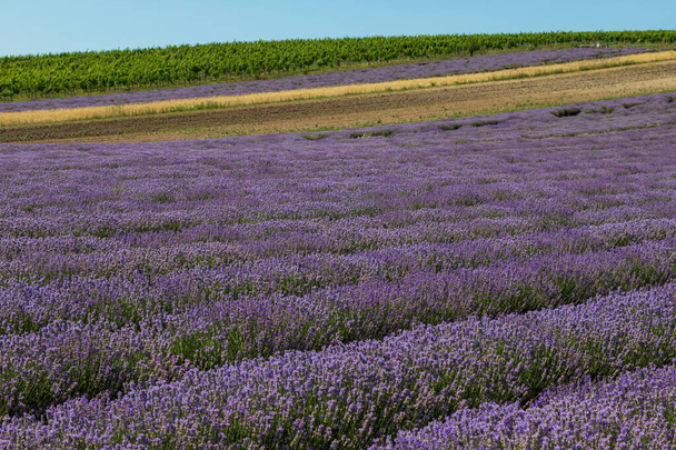 Kaunis vaaleanpunainen tuoksuva laventeli kukka kentällä. Laventelissa on mehiläisiä.. - Valokuva, kuva