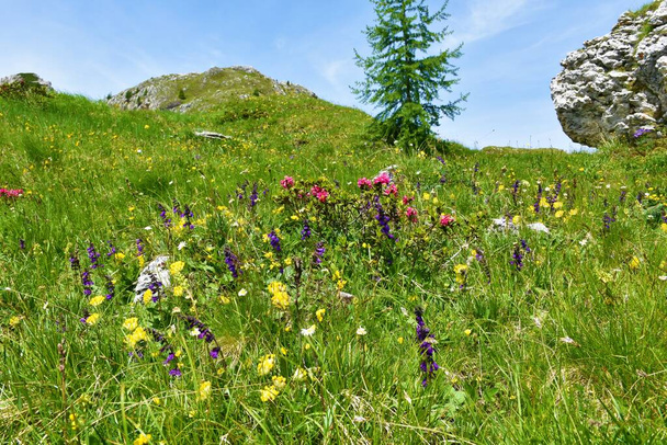 Alpejski ogród polny z niebieskimi, różowymi i żółtymi kwiatami włącznie. gęba smoka lub pirenejska pokrzywa martwa (Horminum pyrenaicum), alpenrose (Rhododendron ferrugineum) i wyka nerkowa (Anthyllis vulneraria)) - Zdjęcie, obraz