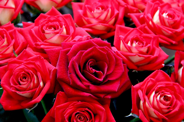 Красные розы - Фото, изображение