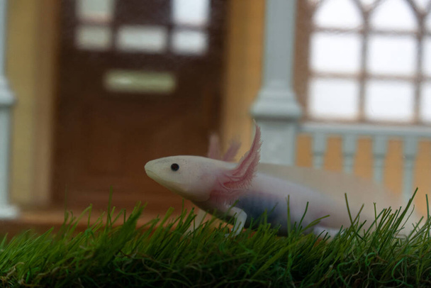malý Axolotl (ambystoma mexicanum) chůze na trávě v akváriu. Dětský obojživelník nebo mlok v akváriu - Fotografie, Obrázek