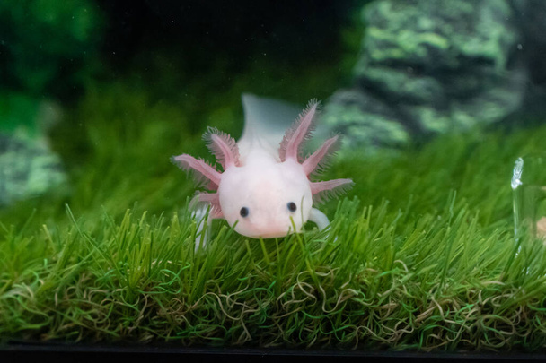 piccolo Axolotl (Ambystoma mexicanum) che cammina su un'erba in acquario. Anfibio neonato o salamandra in una vasca di pesce - Foto, immagini
