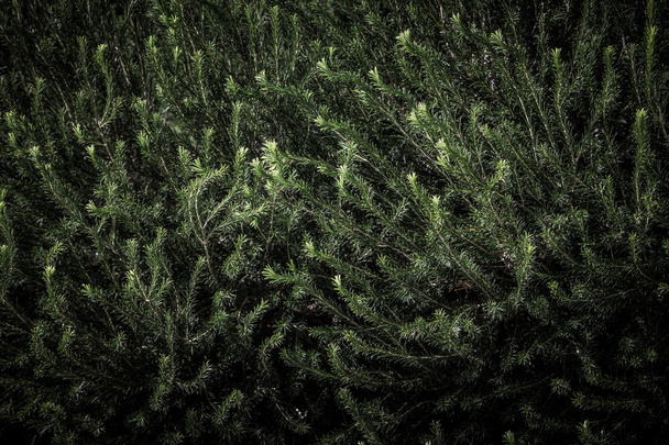 spruce branches fills the frame. tinted - Valokuva, kuva