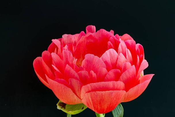 Red peony blossom Abalone Pearl in full bloom and isolated on black background - Foto, Imagen