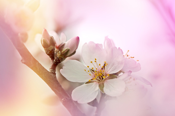 Cherry blossom - flowering tree - Photo, Image