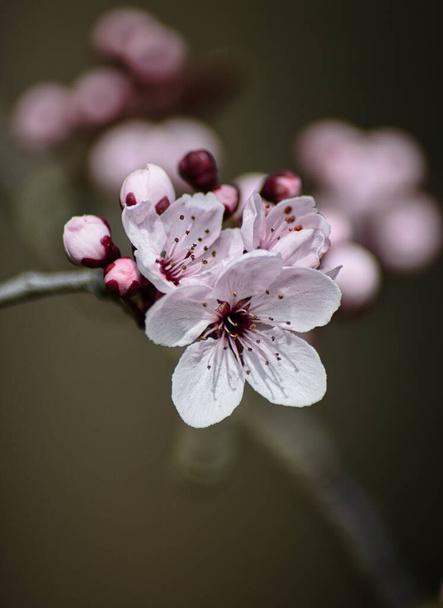 Ένα επιλεκτικό πλάνο εστίασης από άνθη και μπουμπούκια κερασιάς με όμορφα ροζ πέταλα - Φωτογραφία, εικόνα