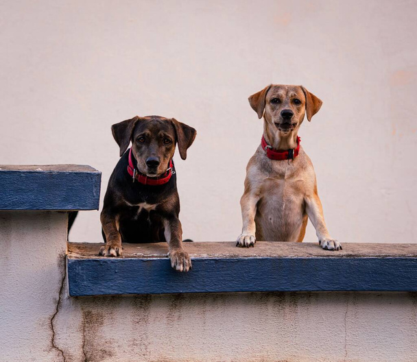 A shot of two dogs staring with red ties - Φωτογραφία, εικόνα