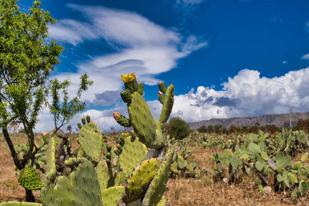 Flowering prickly pears of different colors, prickly pears field in Manfredonia, region of Apulia, Italy . Blue cloudy sky - Foto, afbeelding