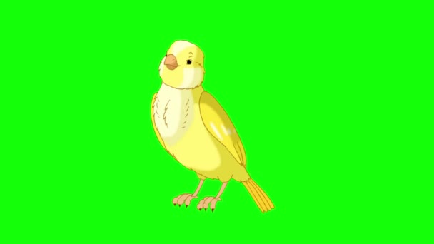Gelber Kanarienvogel zwitschert. Handgemachtes animiertes Looping-HD-Material isoliert auf grünem Bildschirm - Filmmaterial, Video